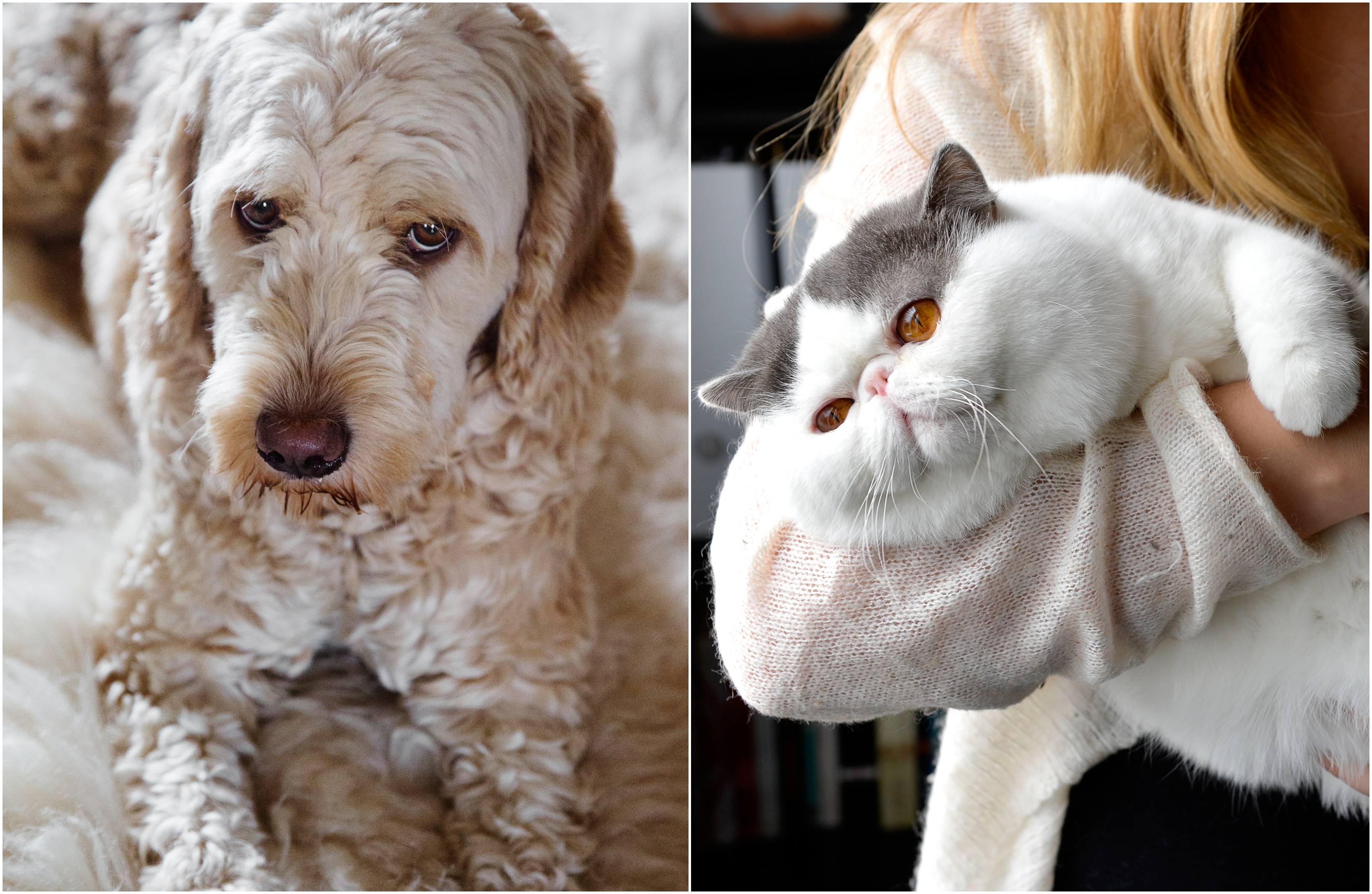 Therefore, your pet may feel mentally ill: “Unwanted behavior…”