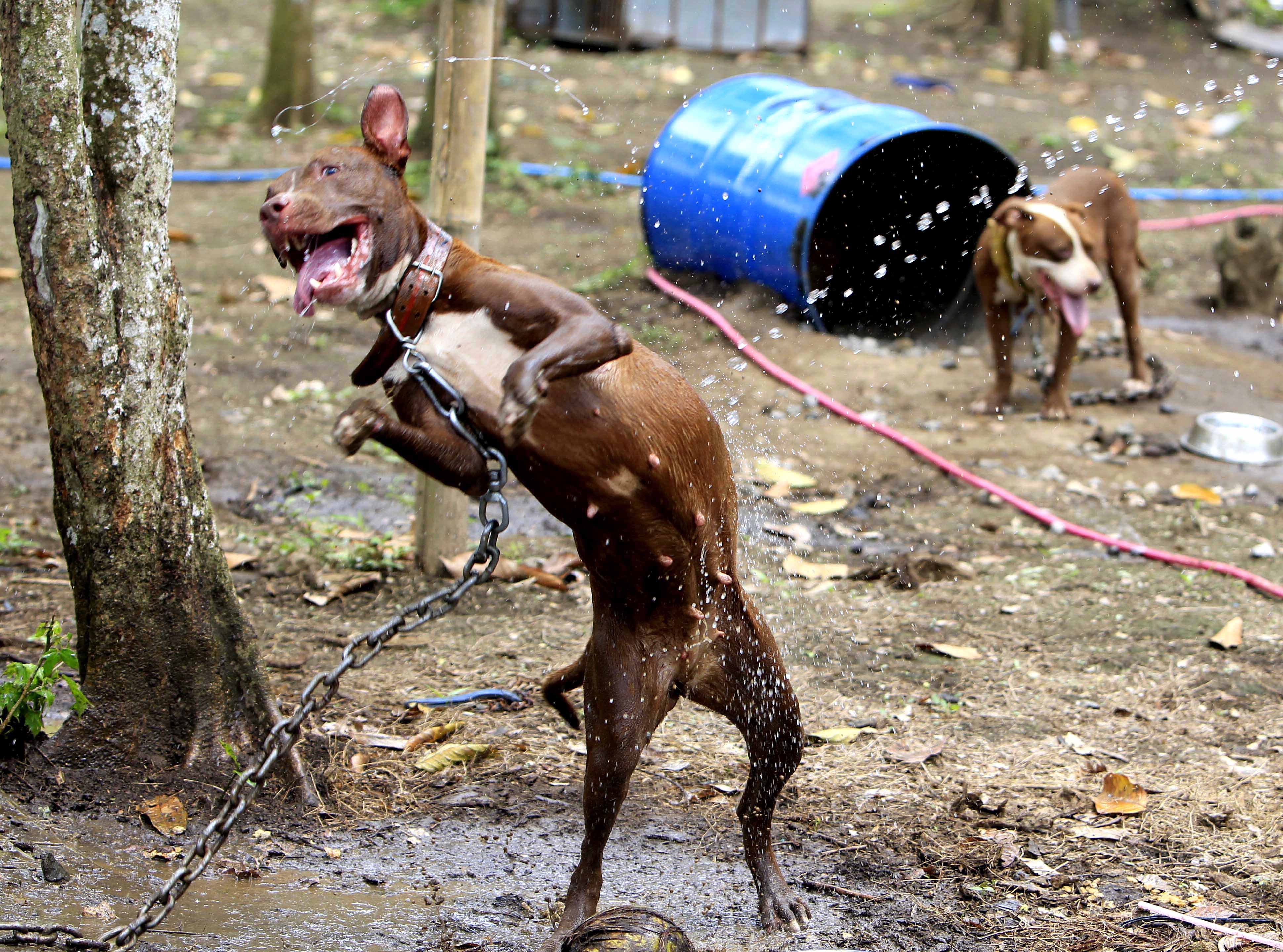 300 pitbullterriers hittades på en hemlig kampfarm...