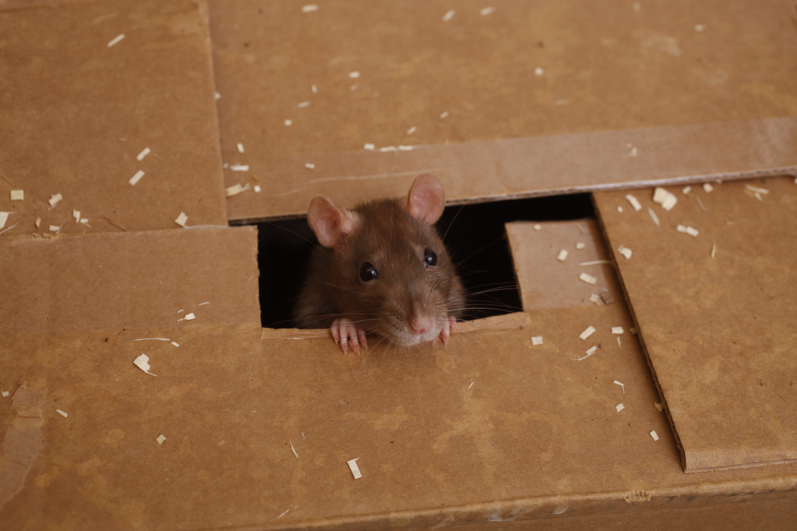 I Malmö bekämpas råttorna med elektroniska spjutfällor.