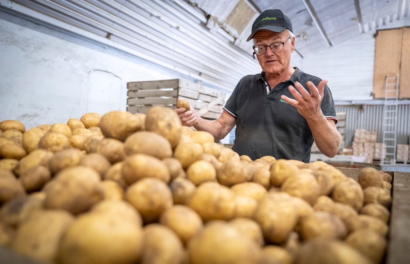 Lådor med potatis hos odlaren Anders Andersson på Hörtegården.