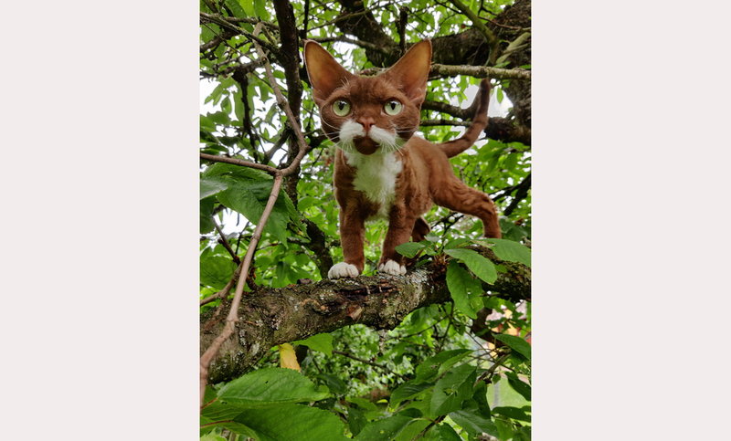 Cornelis, en devon rex från Stockholm, är en annan som blir frimärke.