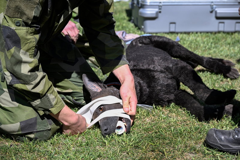 Hur ser man till att hunden har fria andningsvägar samtidigt som den har munkorg för att inte bitas? Det är en av sakerna kursdeltagarna får lära sig.