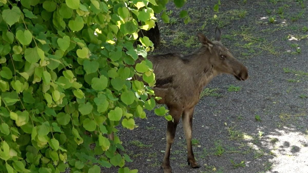 Älg mitt i stan: "Den var svinrädd"