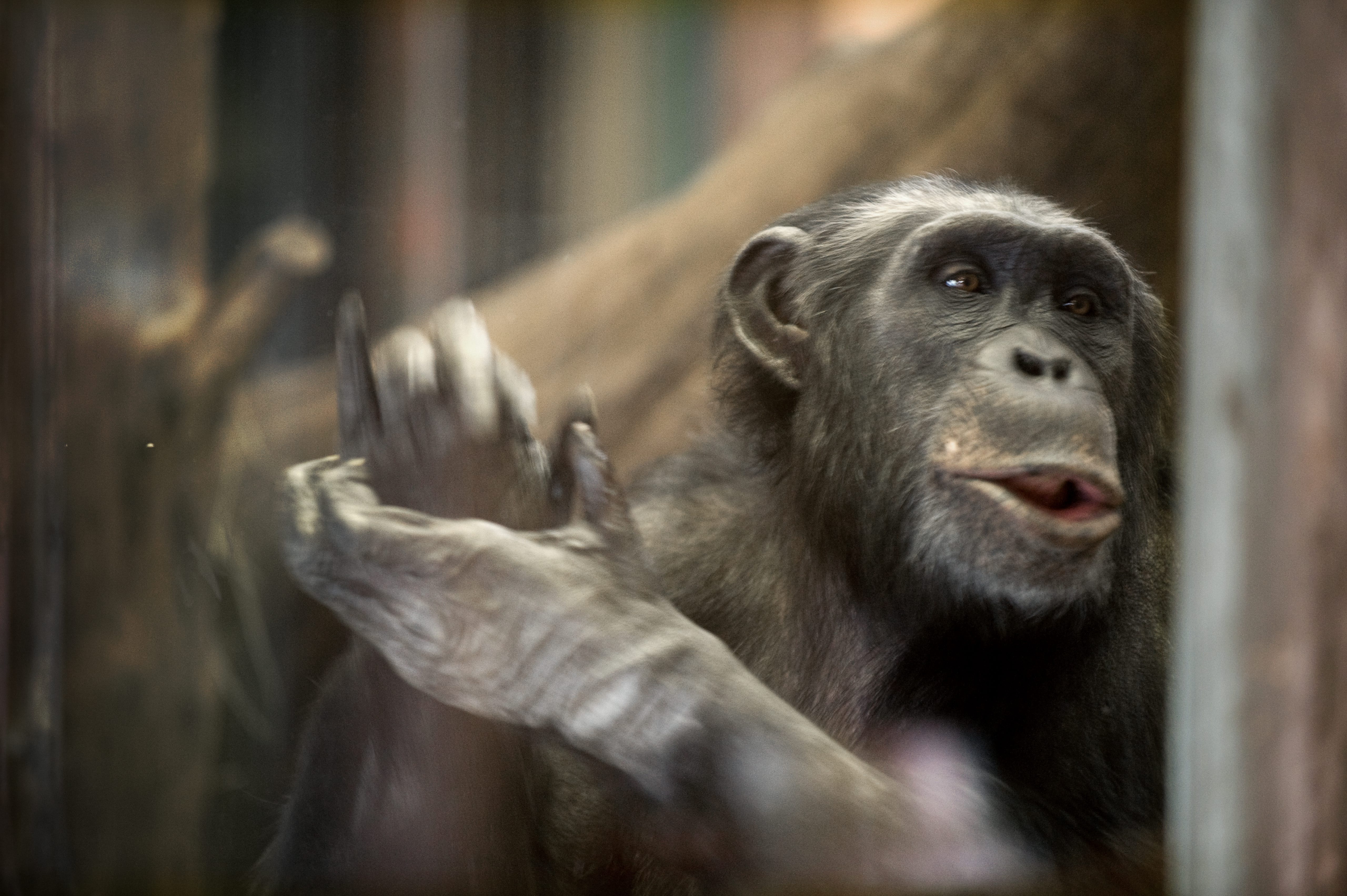 Kan en schimpans lyckas bättre än en människa på den engelska tränarbänken?