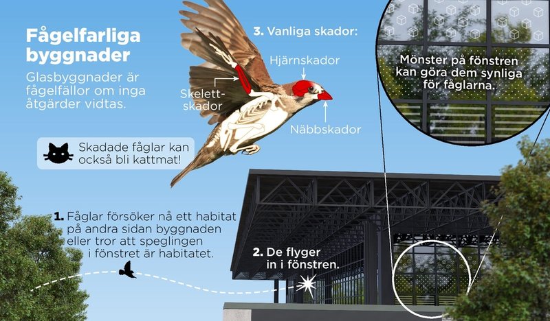 Glasbyggnader är riktiga fågelfällor om inga åtgärder vidtas. Beräkningar visar attöver en miljard fåglar dödas av fönster varje år bara i USA.
