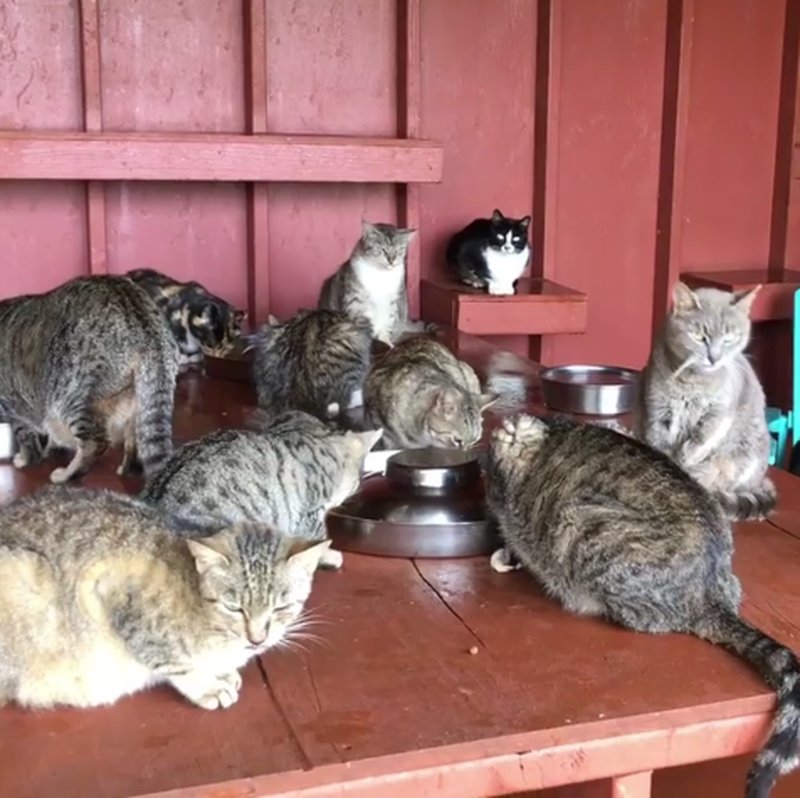 Katter Katter