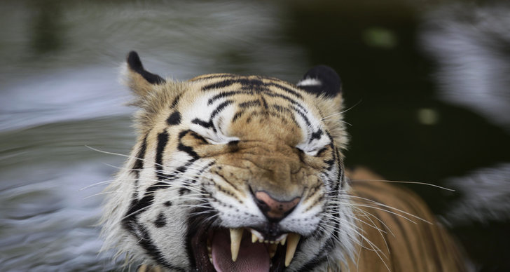Tiger, Nepal