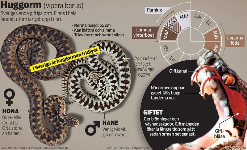 Huggormen är Sveriges enda giftiga orm och finns i hela landet, utom längst upp i norr.