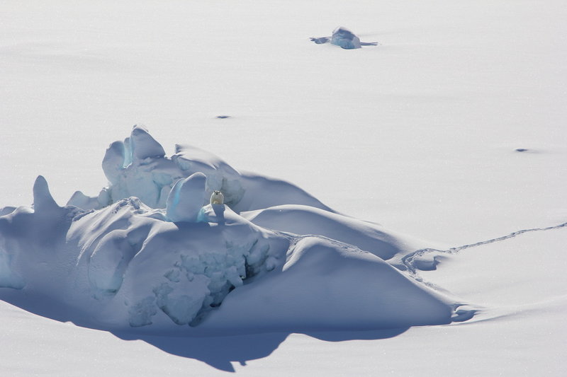 En isbjörn på ett snötäckt isberg i sydöstra Grönland i mars 2016.