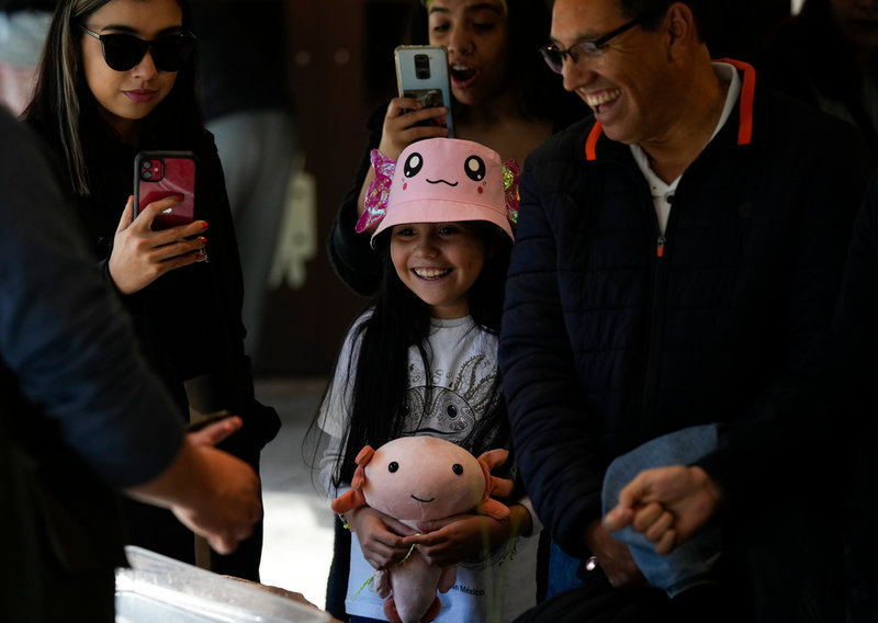 Många älskar axolotlar. Arkivbild.