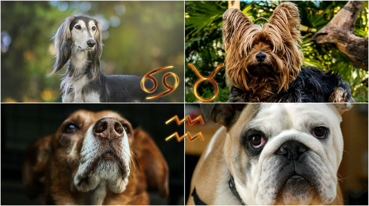 Gör Nyheter24 quiz så säger vi vilken hund du borde skaffa.