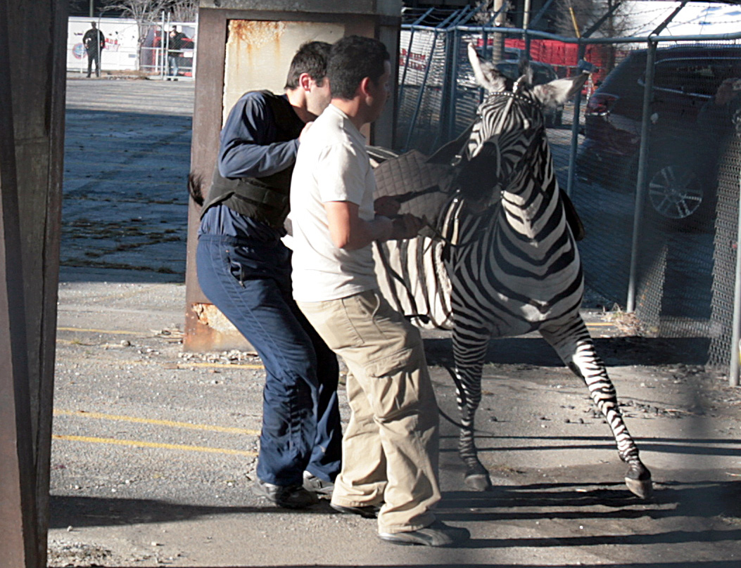 Zebra, Cirkus, Djur, USA, Atlanta