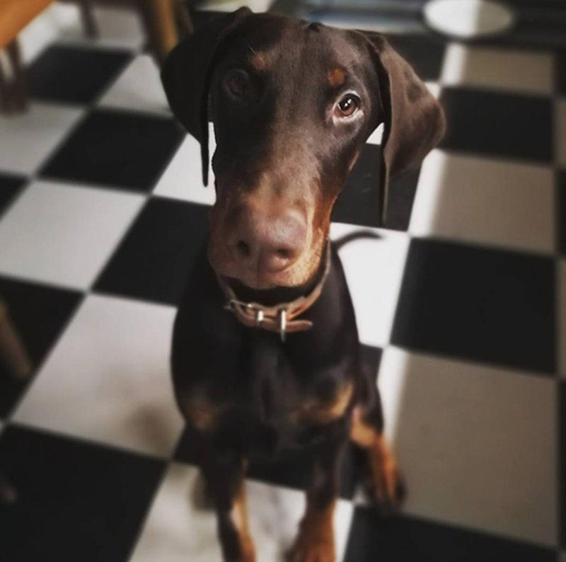 Zarah berättar att deras hund fortfarande är traumatiserad Zarah berättar att deras hund fortfarande är traumatiserad