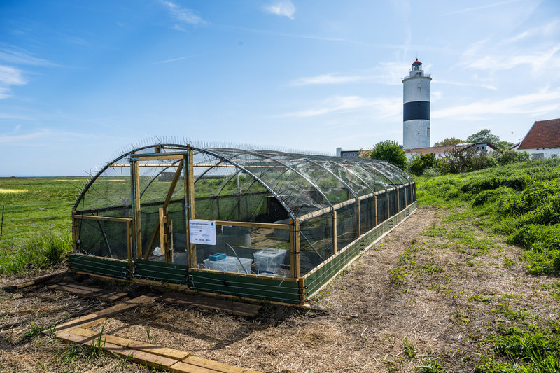 En utsättningsvoljär vid Ottenby fågelstation på Öland. Arkivbild. 