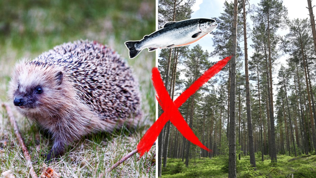 Igelkotten hotas i Sverige 2026 – allt fler arter i fara