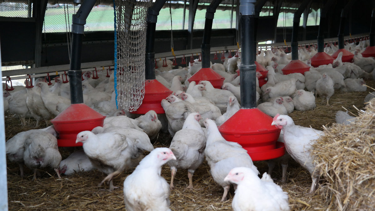 Fler kycklingar smittas med campylobacter under sommaren och sensommaren. Arkivbild.