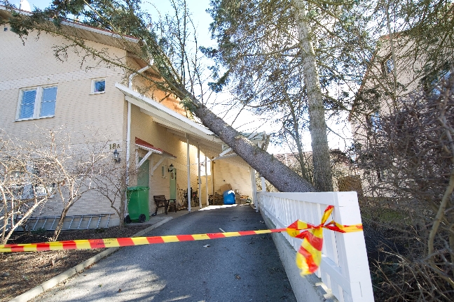 Ett träd har föll över ett hus på Katrinelundsvägen i Västerås.
Ett träd har föll över ett hus på Katrinelundsvägen i Västerås.