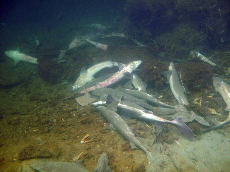De döda fiskarna har hittats i hamnen i Lysekil.