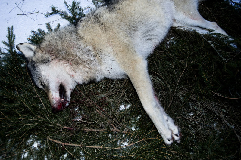 Varghannen på bilden sköts under licensjakten 2011 i närheten av Ockelbo, Gävleborgs län.