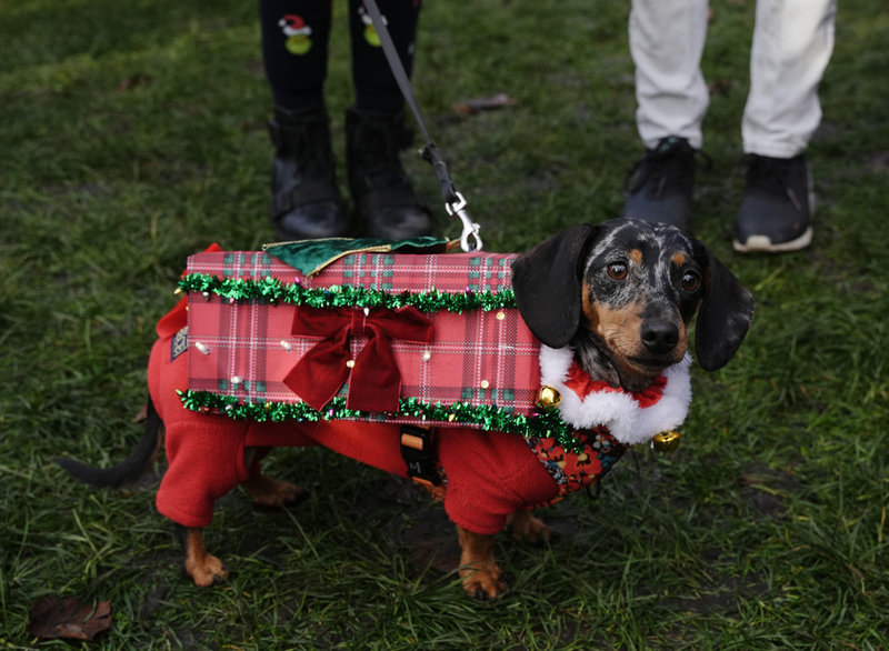 En inslagen tax. Årets julklapp?