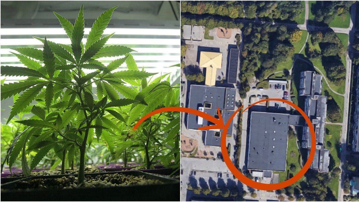 En cannabisodling hittades på låg- och mellanstadieskolans tak.