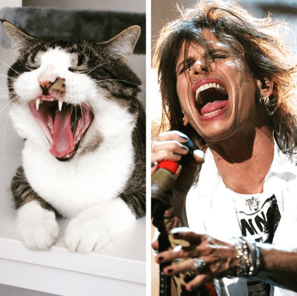 Steven Tyler. Steven Tyler.