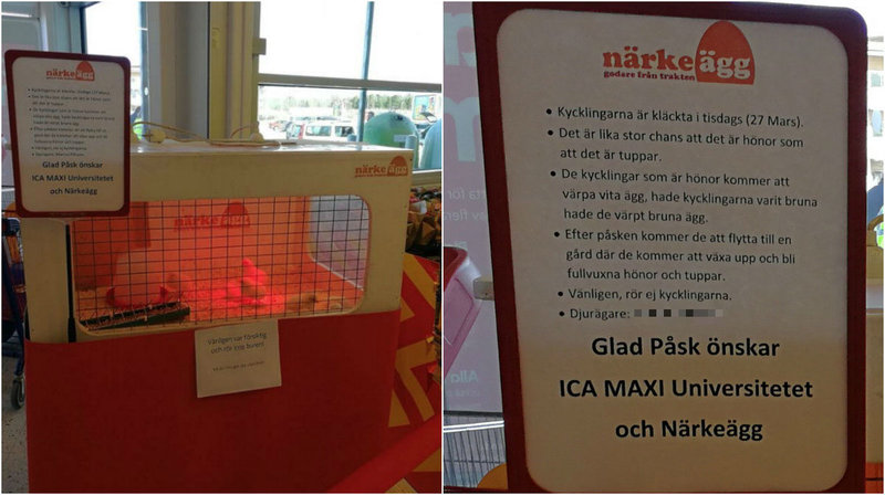ICA
