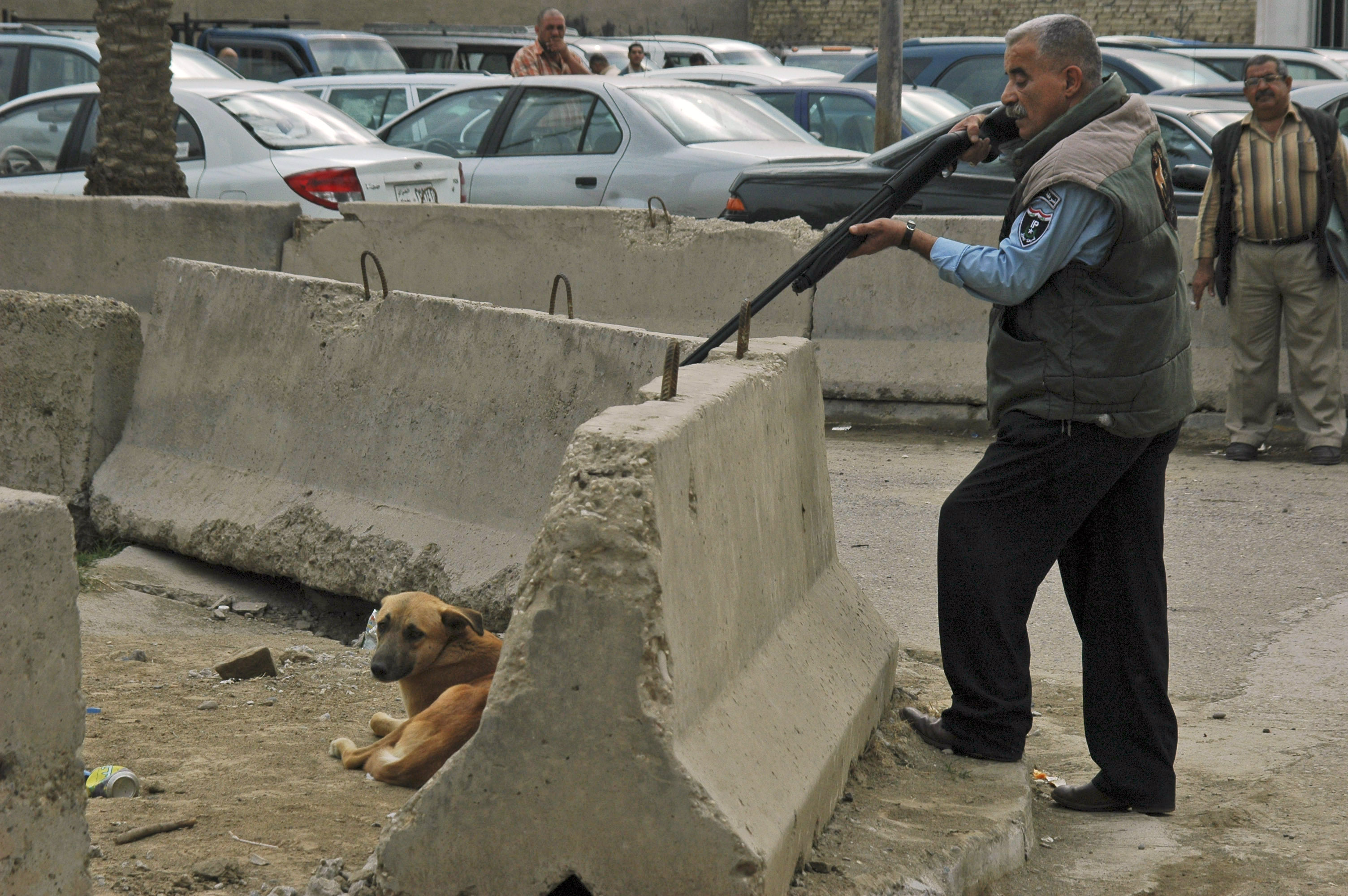 Polisen avlivar en herrelös hund i Bagdad.