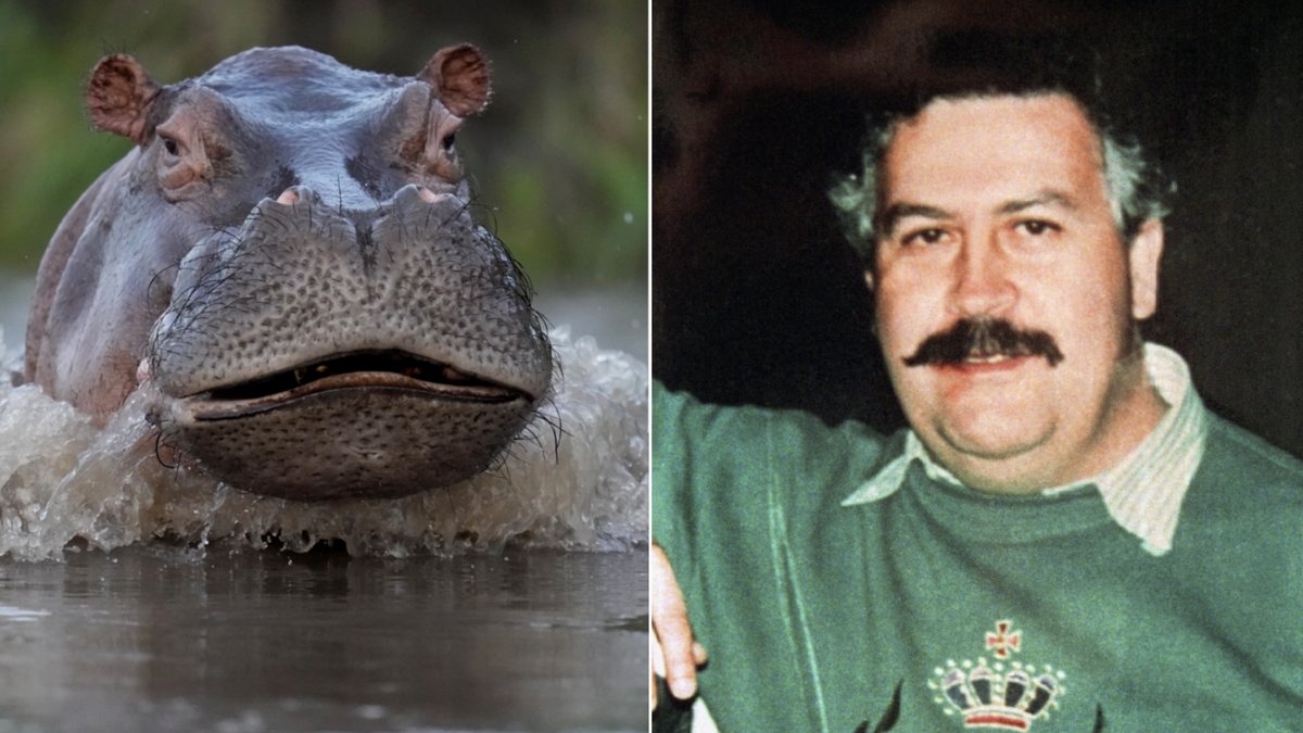 Knarkkungen Pablo Escobar smugglade in flodhästar till Colombia.