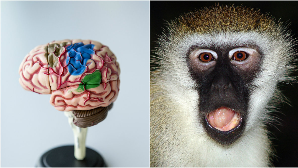 Forskare har sett att primaters hjärnor är superbra på att anpassa sig.