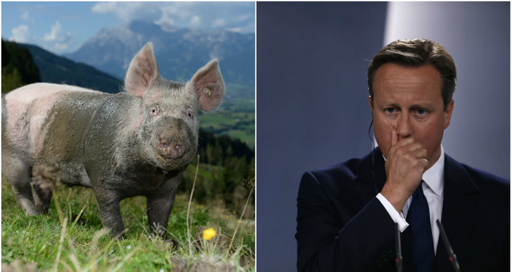 David Cameron, Gris, Premiärminister, Skandal