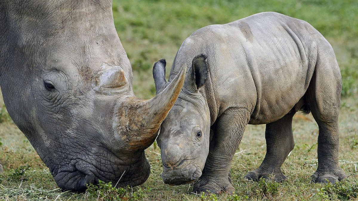Det finns bara omkring 20 000 noshörningar i Sydafrika.