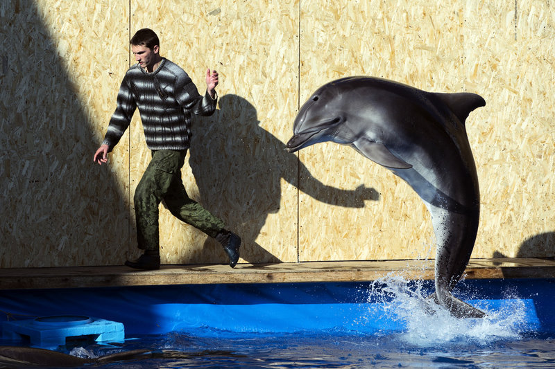 En anställd vid Sevastopol State Oceanarium tränar en delfin. Bilden är från mars 2014.