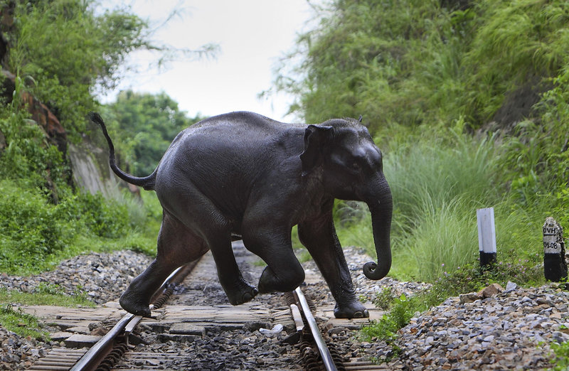Arkivbild på annan elefant. Foto: Anupam Nath/AP/TT