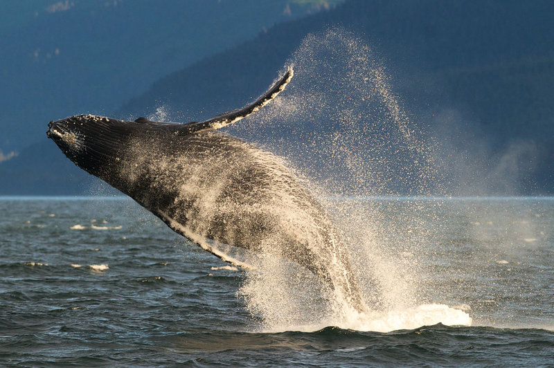 Knölval i havet utanför södra Alaska. Knölvalen har kommit tillbaka starkt på senare år.