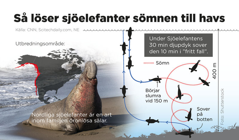 Nordliga sjöelefanter kan spendera sju till åtta månader på jakt efter föda i norra Stilla havet, tusentals mil från land. Nu har forskare tagit reda på hur och var de sover när de är på öppet hav.