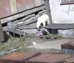 Kvinnan satt och bajsade när isbjörnen plötsligt dök upp bakom henne.