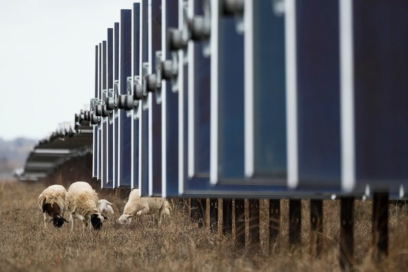 Får betar bland solpanelerna i Texas.
