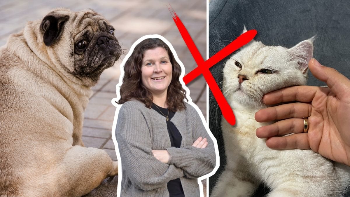 5 dolda tecken på att ditt husdjur lider