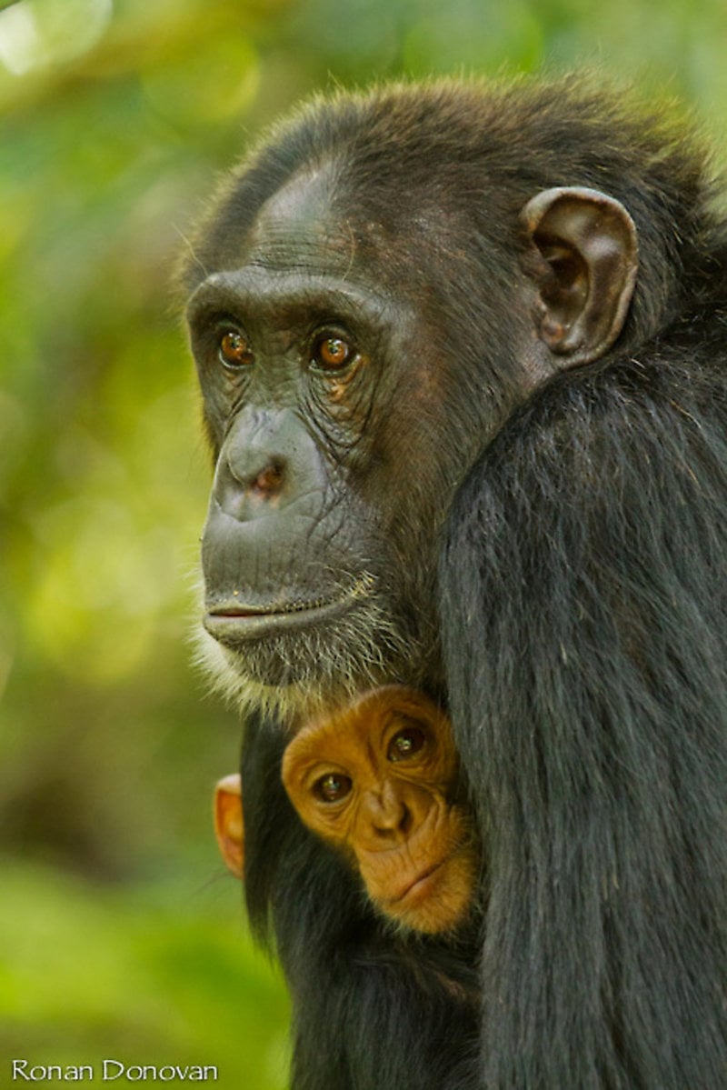 Schimpanshona med unge i Kibale National Park i Uganda. 