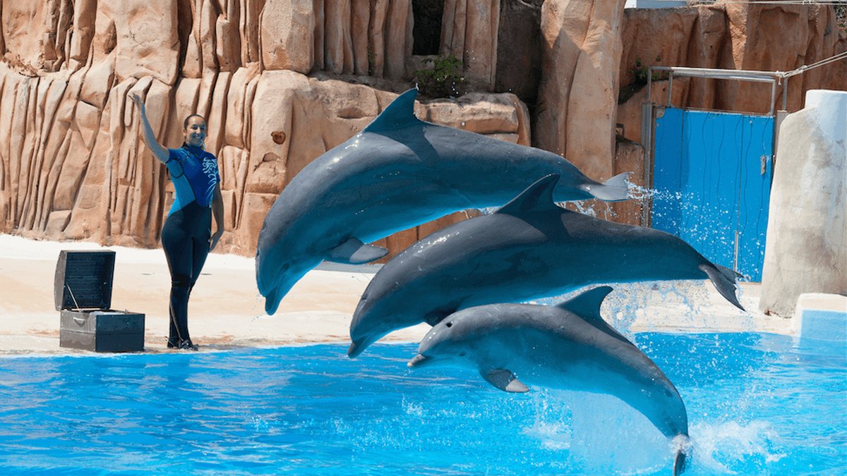 Vill man besöka en delfinshow går det också bra på Parc Astérix.