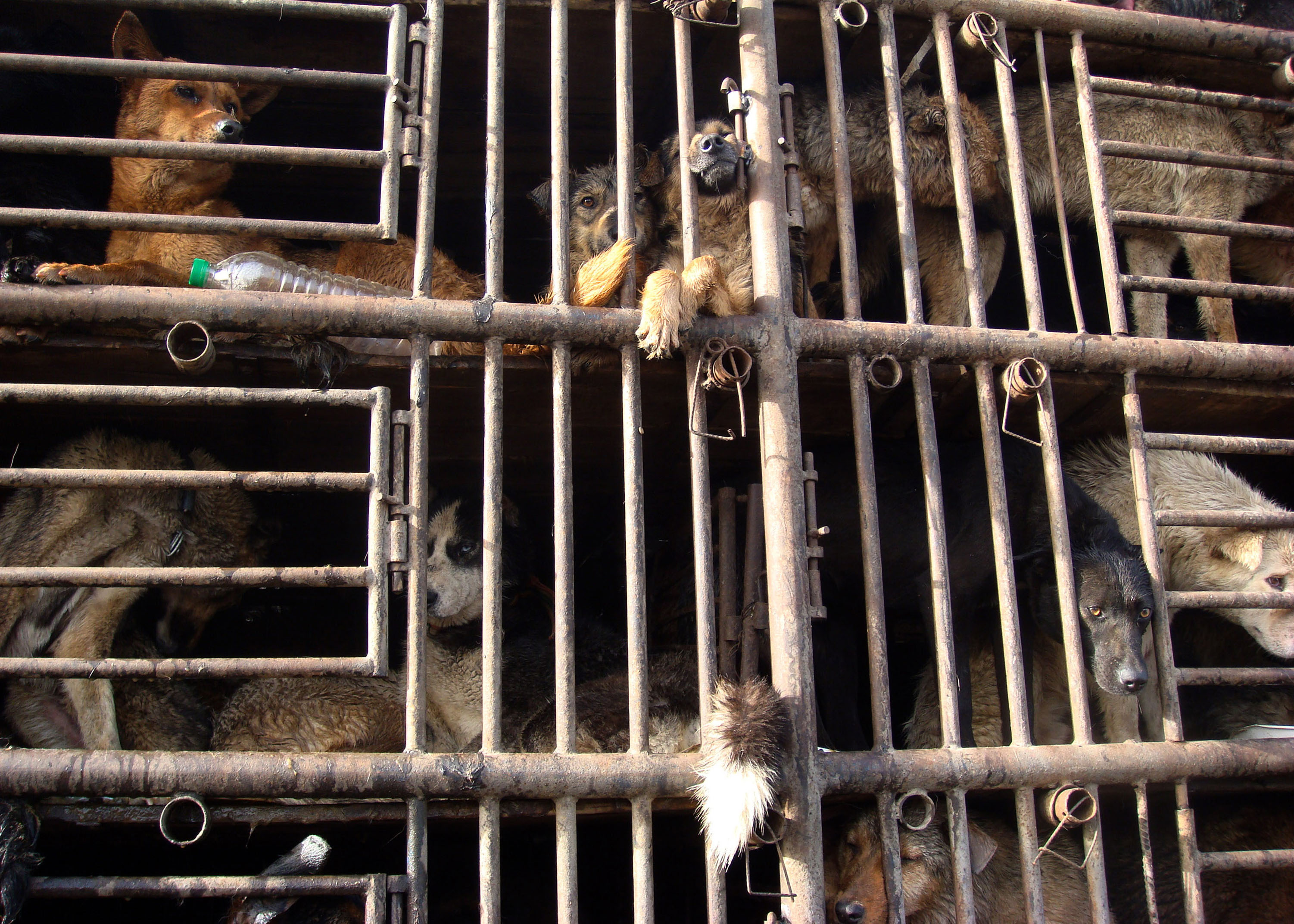 Det är fjärde året i rad för hundfestivalen i Yulin och över 15 000 hundar har slaktats.
Bilden har ingen direkt koppling till artikeln.