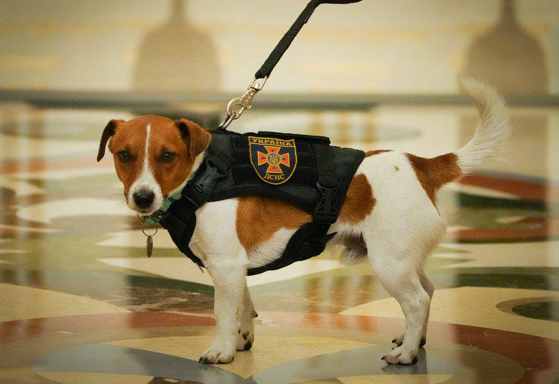 Hunden Patron fick medalj av president Zelenskyj.