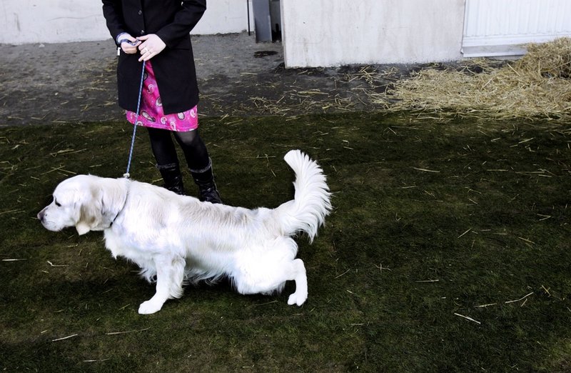 Det är djurhållarens ansvar att se till att hunden får kissa under tågresan. Bilden är tagen i ett annat sammanhang. Arkivbild.