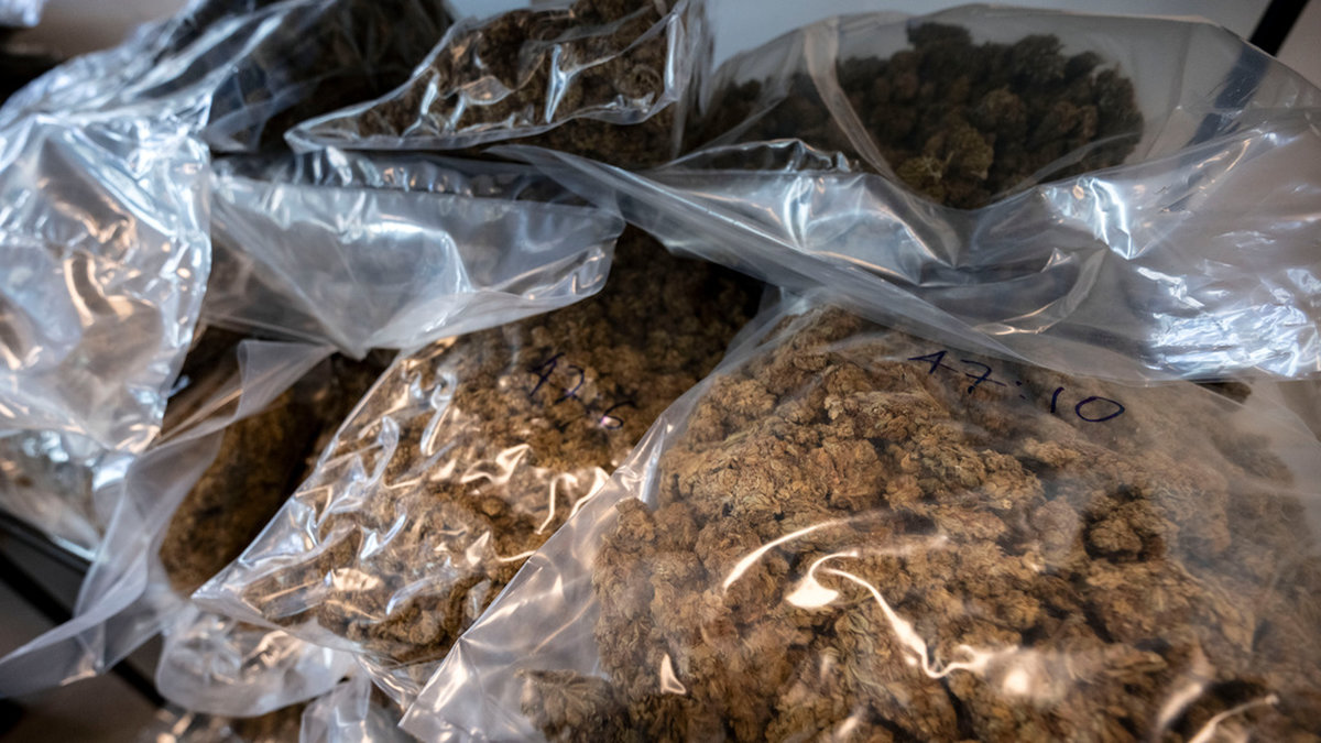 Nätverket misstänks bland annat ha smugglat stora mängder cannabis. Arkivbild.