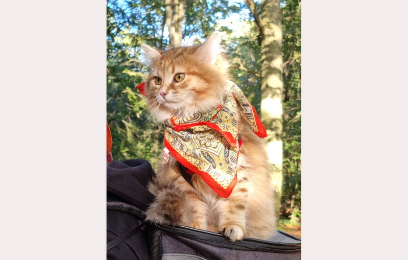 Även Hera, en sibirisk katt från Lund, blir frimärke.