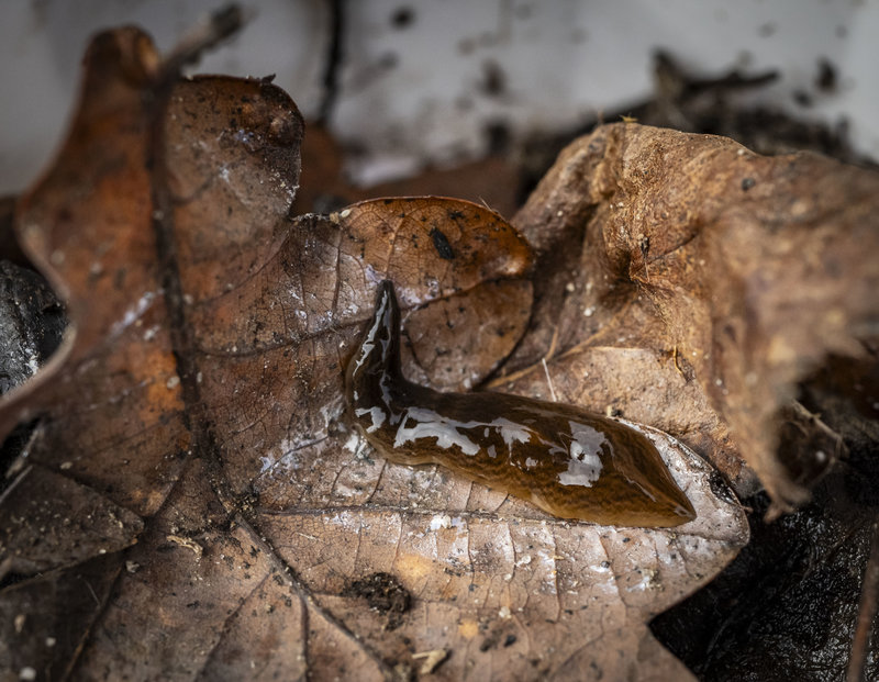 Foto: Johan Nilsson / TT