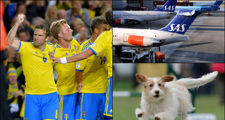 Sverige, VM-kval, Arlanda, Hund, Kazakstan, Landslaget
