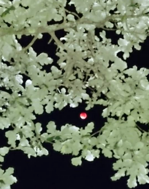 Malin i Romelanda tog en fin bild mellan träden. Malin i Romelanda tog en fin bild mellan träden.