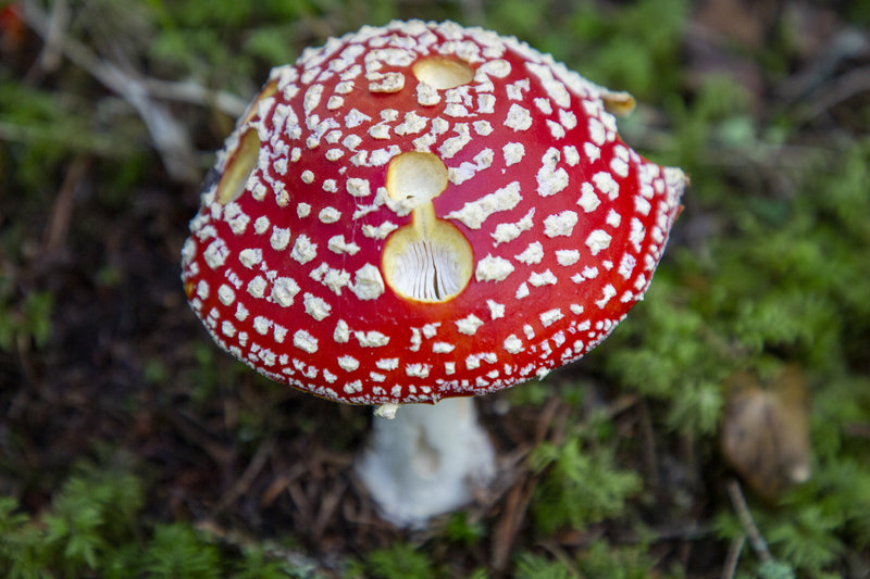 Röd flugsvamp. Foto: Martina Holmberg / TT Röd flugsvamp. Foto: Martina Holmberg / TT